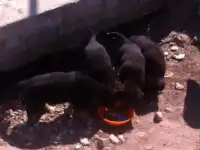 Щенята Даром