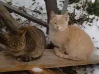 Котята ловят мышей, фотография 2