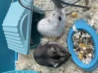 Хомяки
