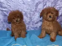 Той пудель щенки