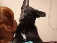 Готовы к продаже щенки ВЕО.