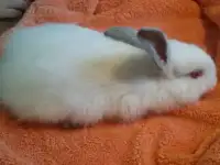 Кролики калифорнийские чистопородные, фотография 2