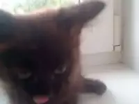Отдам в хорошие руки котят