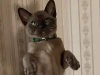 Бурманские котята, фотография 3