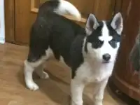 Пропала собака, друг по кличке Энди