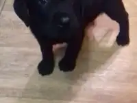 Лабрапупсы