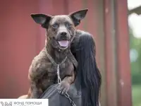 Маленькая собака тигр Полкан в добрые руки
