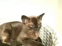 Котята бурма, фотография 3