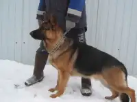 Щенки немецкой овчарки