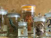 Учебные пособия для школы – Влажные препараты