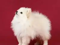 Шпиц немецкий малый, фотография 2