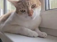 Ищет дом славный котик Сырник, фотография 2