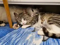 В поисках дома кошка Кира