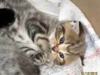 Шотландские котятки, фотография 4