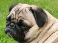 Вязка мопс