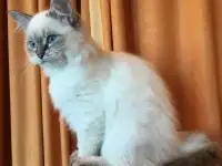 Невская маскарадная