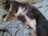 Кошку на передержку