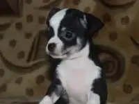 Чихуахуа