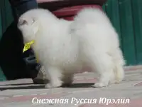 Самоед щенки. Медвежий тип, фотография 11
