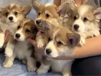 Щеночки корги, фотография 3