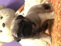 Мопс щенки