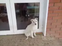 Отдам в хорошие руки