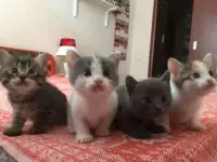 Котята даром, фотография 3