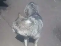 Отдам в добрые руки