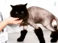 Стрижка собак и кошек, фотография 4