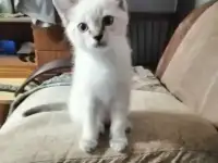 Отдам