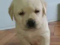 Щенки палевого лабрадора