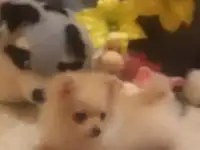 Щенки шпица