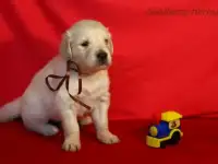Щенки Золотистого ретривера