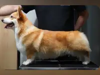 Щенки корги  девочка Донецк, фотография 6
