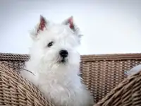 Вестики- Чудо-чудное, фотография 2