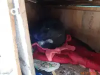ПОТЕРЯВШИЙСЯ ЩЕНОК ИЩЕТ НОВОГО ХОЗЯИНА