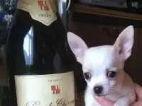 Лучший подарок в Новом Году Собаки!