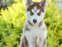 Щенки Хаски