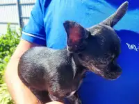 Малыши чихуахуа