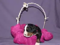 Щенки бернского зенненхунда, фотография 6