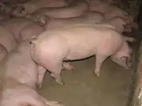 Домашнее мясо свинины