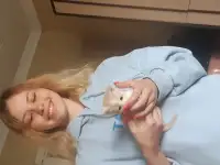 Котята в дар, фотография 2
