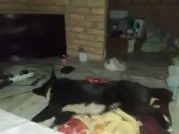 Отдам собаку даром
