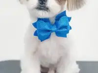 Стрижка собак и кошек. Груминг Студия Doglife, фотография 4