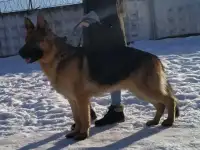Кобель для вязки