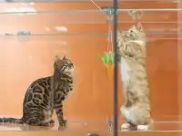 Открой гостиницу для животных вместе с BookingCat, фотография 3