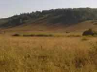 Земля 100 км. от г. Уфы в районе п. Павловка 1176 га, фотография 10