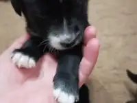 В добрые руки