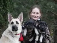 Щенки восточноевропейской овчарки.Род. РКФ.