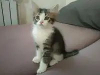 Милые и веселые котята ищут добрых друзей, фотография 4